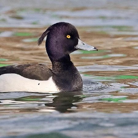 Fewo Im Naturschutzgebiet Hiddenhausen Zewnętrze zdjęcie
