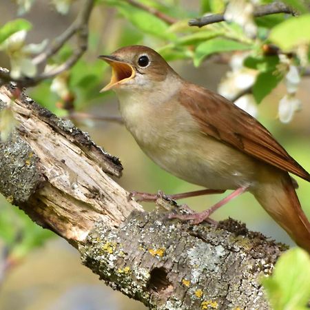 Fewo Im Naturschutzgebiet Hiddenhausen Zewnętrze zdjęcie
