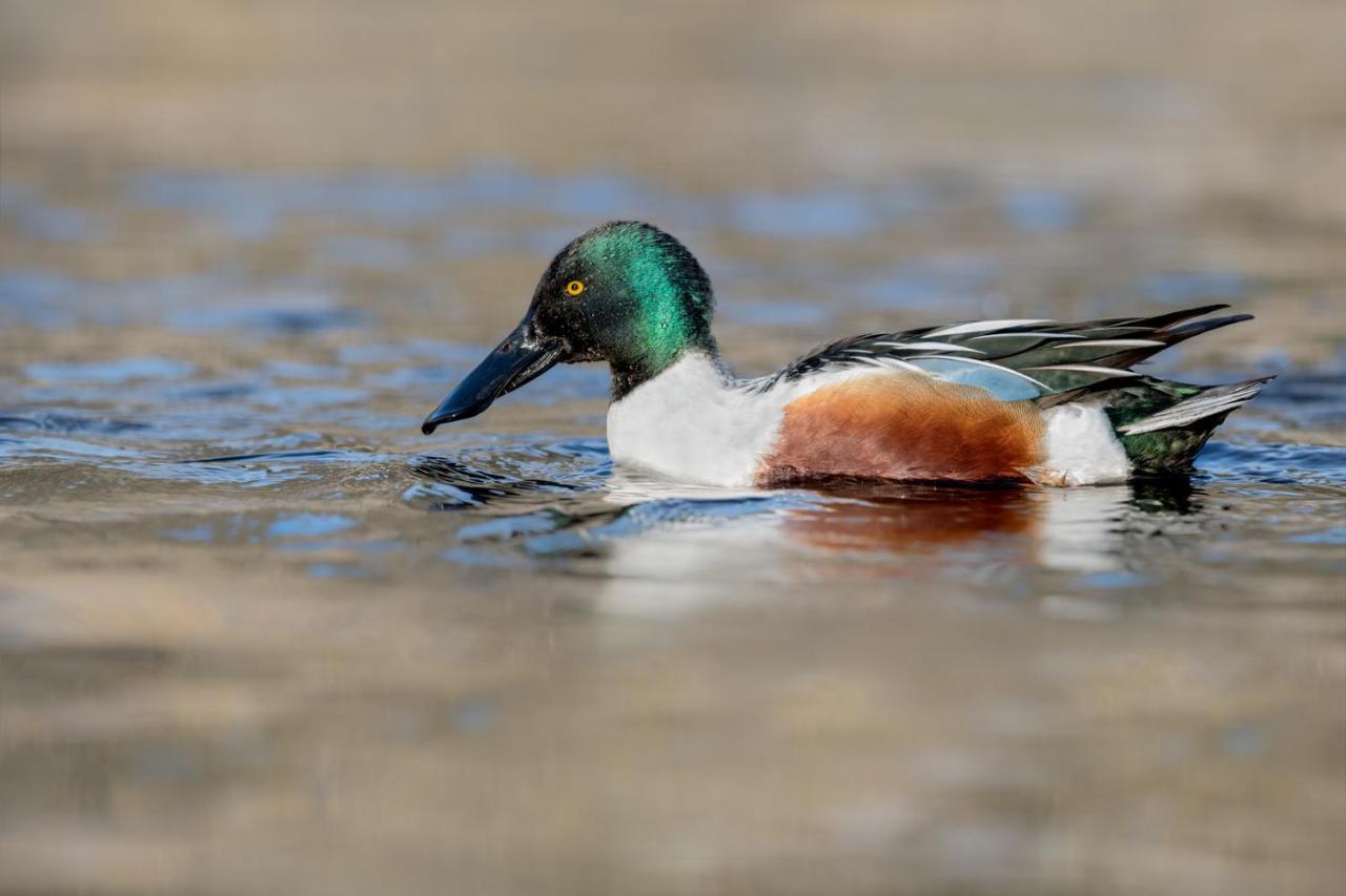 Fewo Im Naturschutzgebiet Hiddenhausen Zewnętrze zdjęcie
