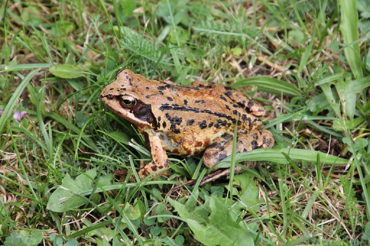 Fewo Im Naturschutzgebiet Hiddenhausen Zewnętrze zdjęcie