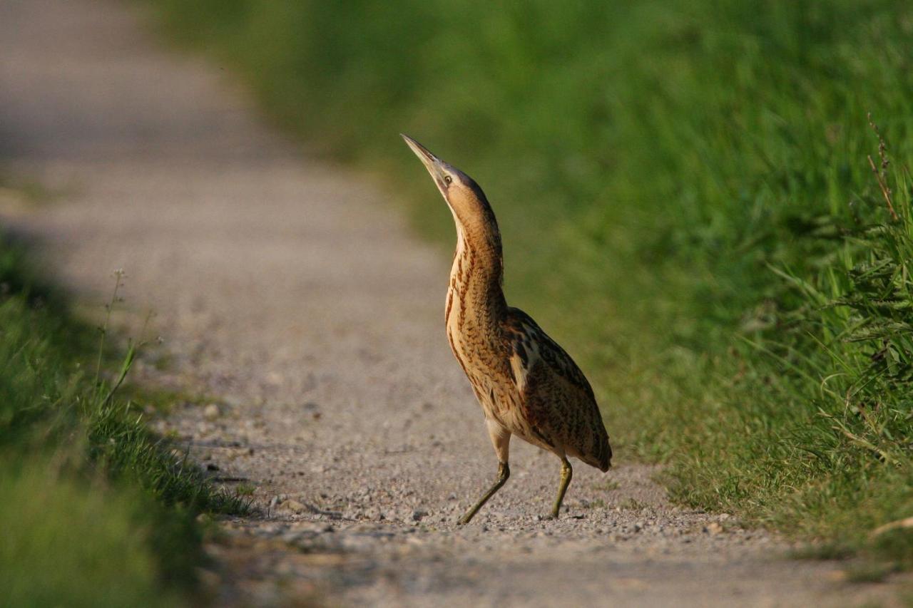 Fewo Im Naturschutzgebiet Hiddenhausen Zewnętrze zdjęcie