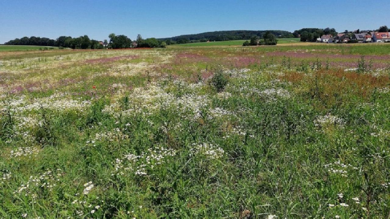Fewo Im Naturschutzgebiet Hiddenhausen Zewnętrze zdjęcie