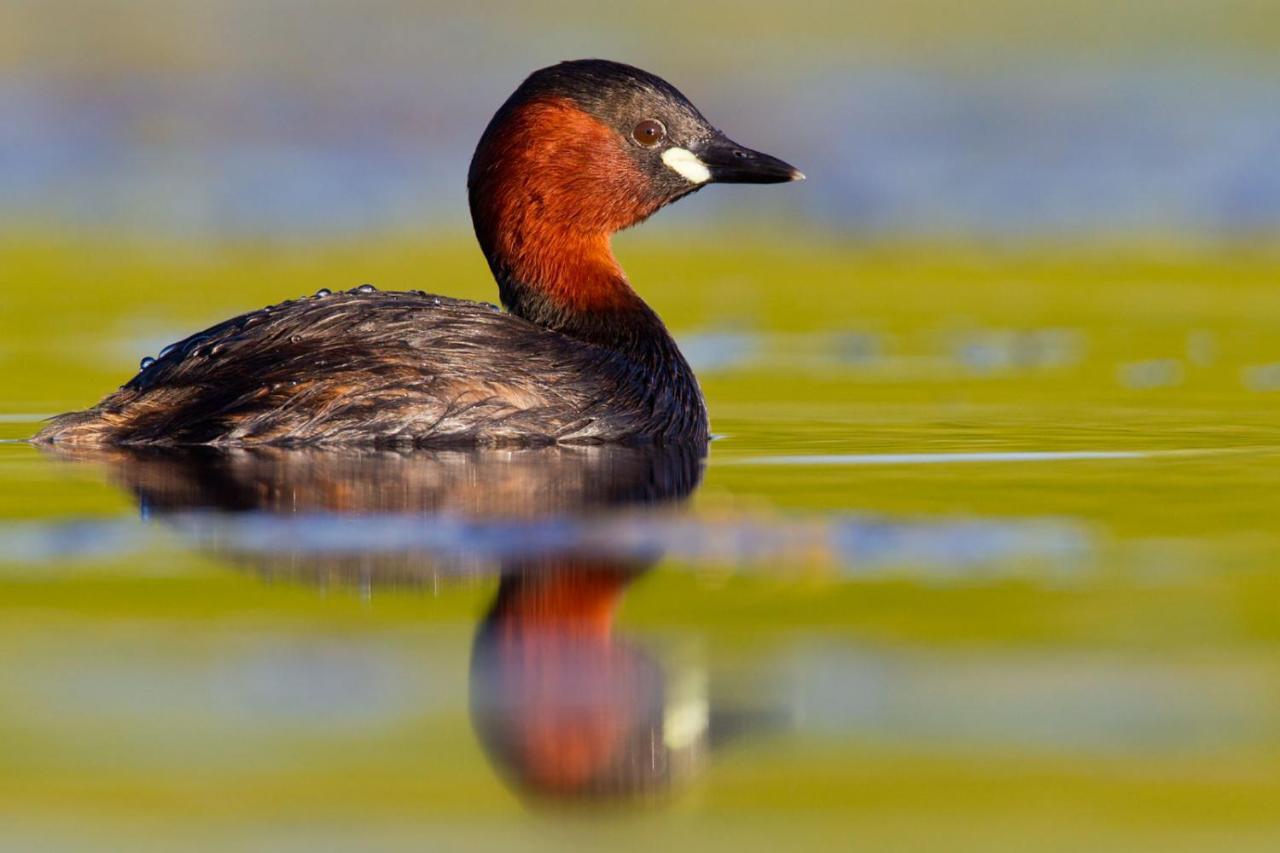 Fewo Im Naturschutzgebiet Hiddenhausen Zewnętrze zdjęcie