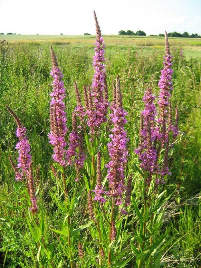Fewo Im Naturschutzgebiet Hiddenhausen Zewnętrze zdjęcie