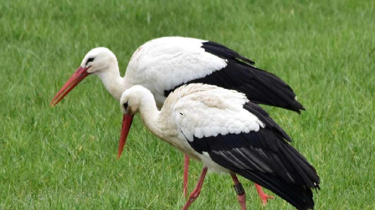 Fewo Im Naturschutzgebiet Hiddenhausen Zewnętrze zdjęcie