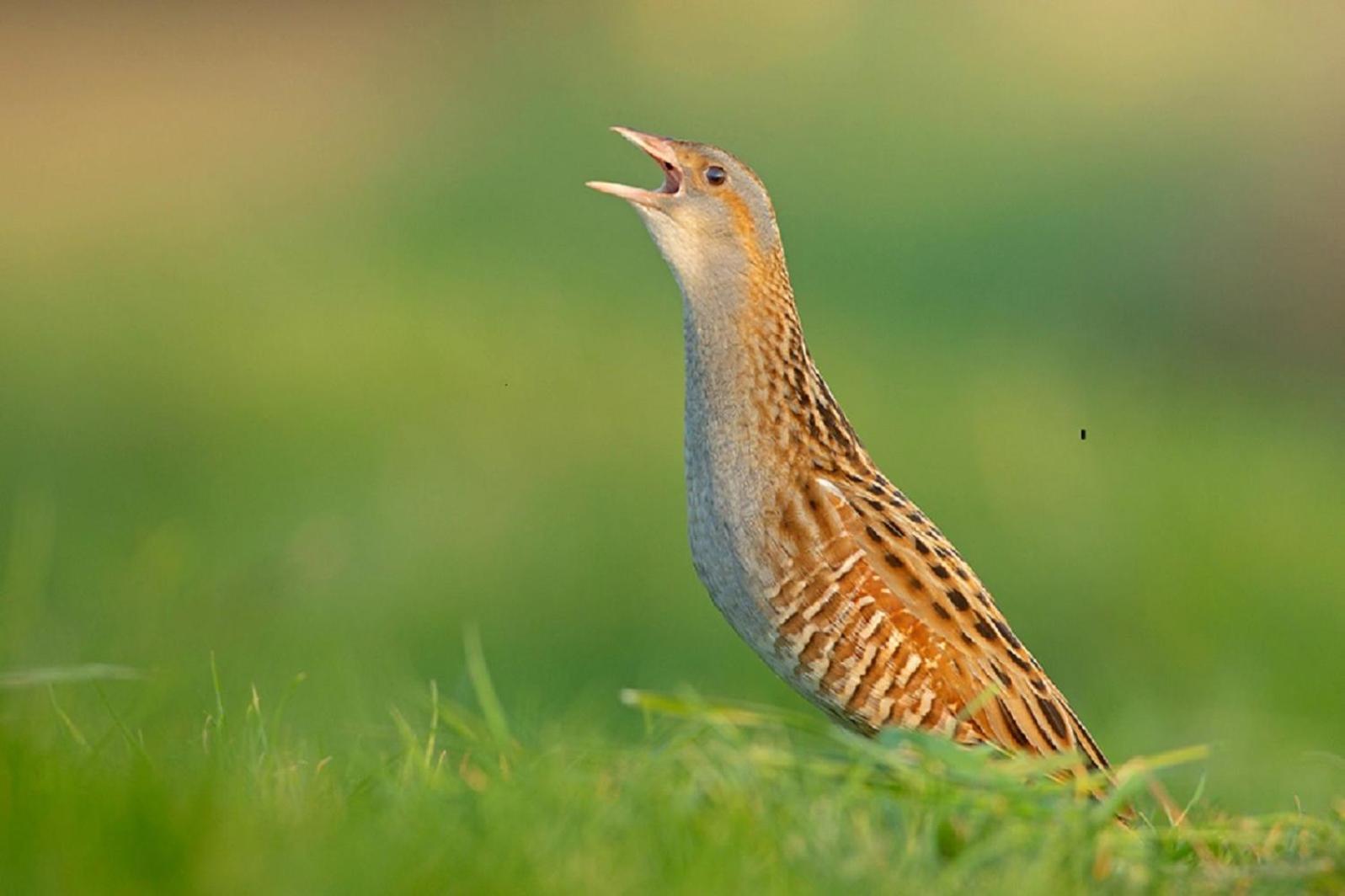 Fewo Im Naturschutzgebiet Hiddenhausen Zewnętrze zdjęcie