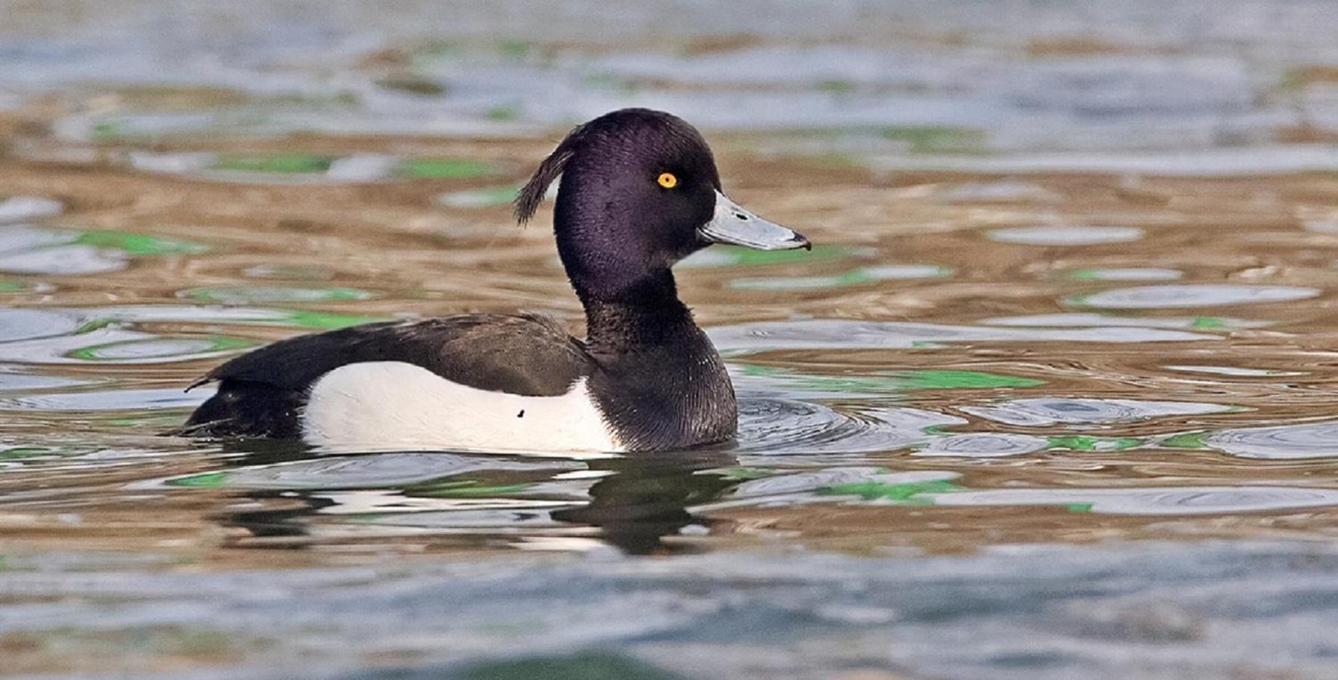 Fewo Im Naturschutzgebiet Hiddenhausen Zewnętrze zdjęcie